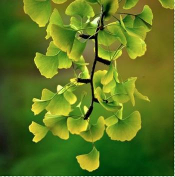 ginko biloba