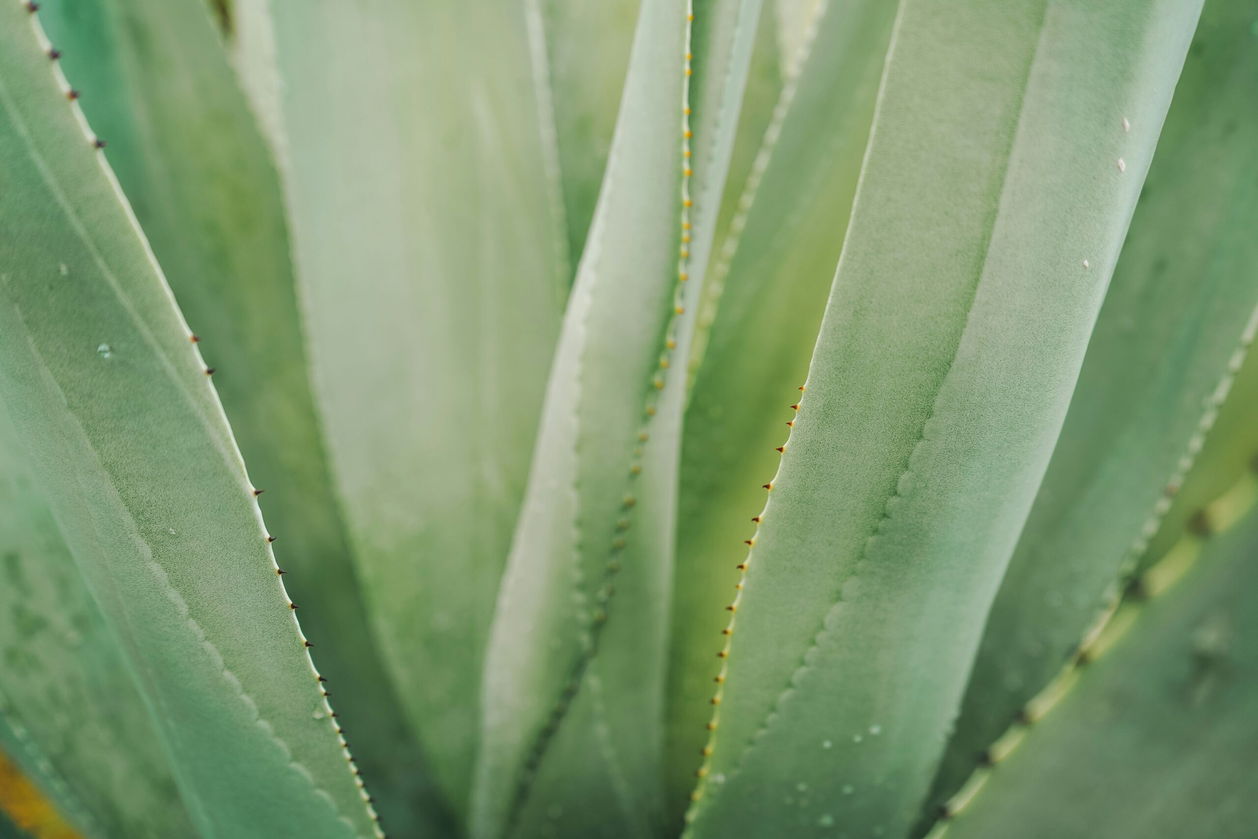 cosmético ecológico_aloe vera